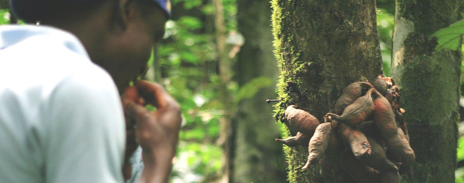 Non-timber forest products in Tayap (Cameroon). Photo credit: AGRIPO via Wikimedia Commons