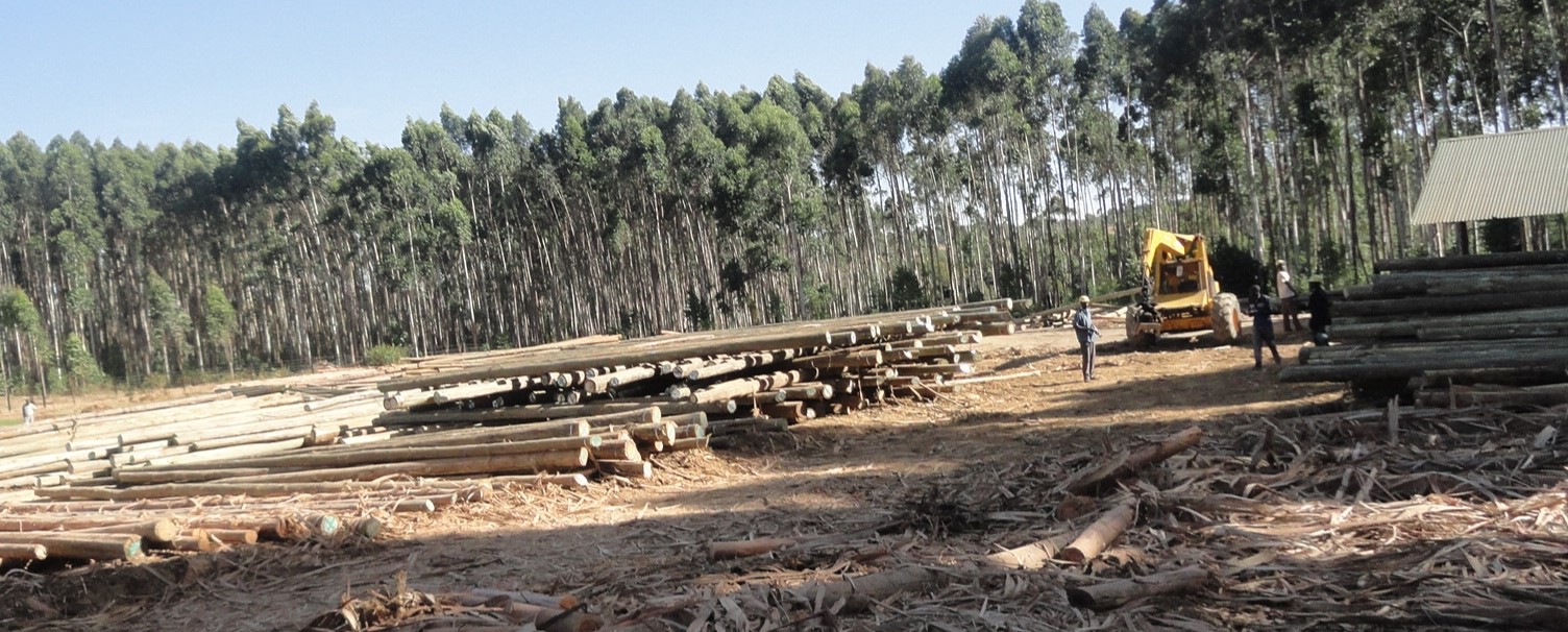 ÉVALUATION DES PRINCIPAUX DÉTERMINANTS DE LA DURABILITÉ DES OPTIONS EXISTANTES EN MATIÈRE D’ÉNERGIE PRODUITE À PARTIR D’ARBRES, DE L’APPROVISIONNEMENT EN BIOMASSE À LA CONSOMMATION EN PASSANT PAR LA TRANSFORMATION ÉVALUATION DES PRINCIPAUX DÉTERMINANTS DE LA DURABILITÉ DES OPTIONS EXISTANTES EN MATIÈRE D’ÉNERGIE PRODUITE À PARTIR D’ARBRES, DE L’APPROVISIONNEMENT EN BIOMASSE À LA CONSOMMATION EN PASSANT PAR LA TRANSFORMATION